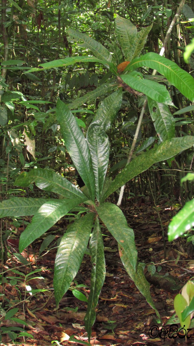 Stemonoporus moonii Thwaites